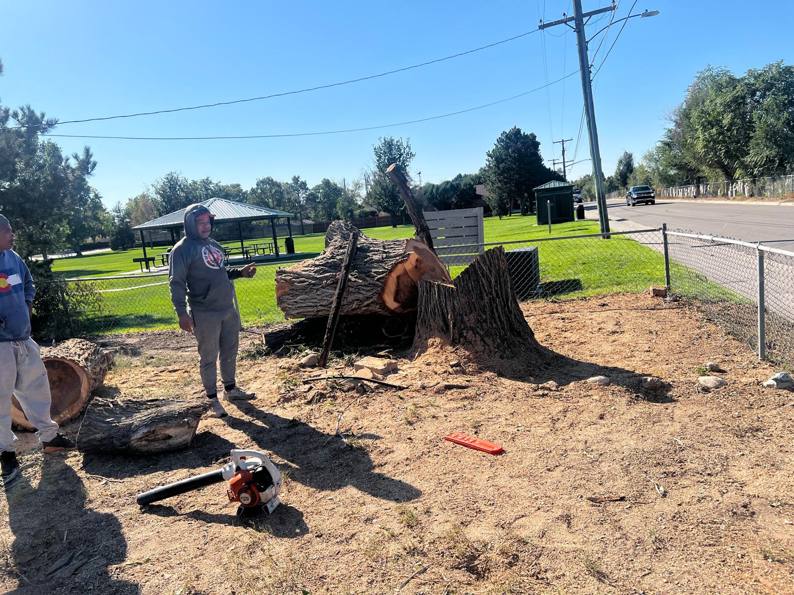 Professional Tree Removal - After